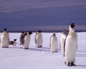 Pinguini imperiali