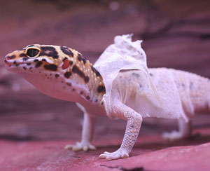 piele gecko