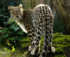 leopard persan