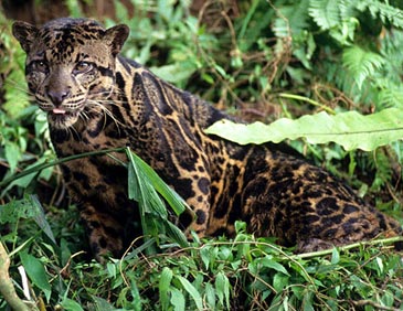 leopardul patat