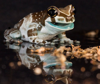milk frog