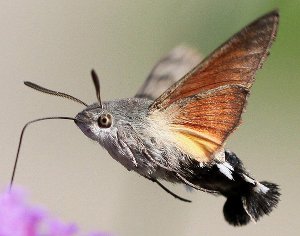 molie colibri