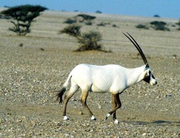  Arabian oryx