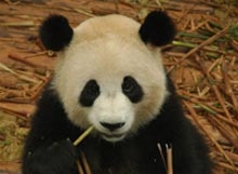 femela panda