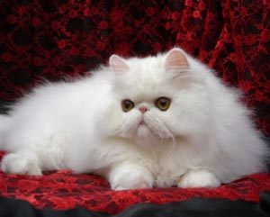 pisica persana