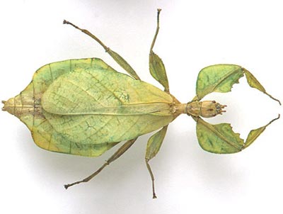 Phasmida Phyllidae