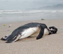 pinguini morti