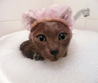 pisica la baie