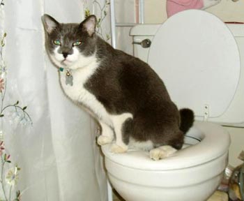 pisica la toaleta