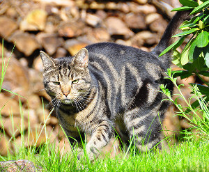 pisica in iarba
