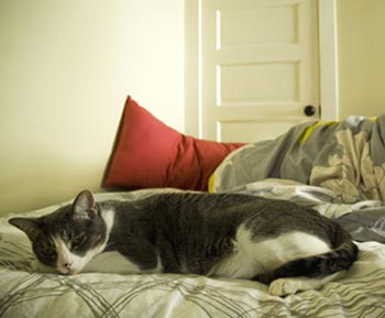 pisica in pat