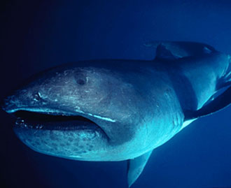 rechinul cu gura mare