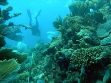 recife corali