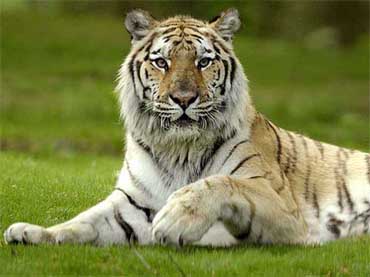 tigru china