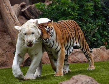 tigru alb