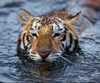 tigru inoata