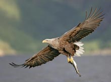 vulturi