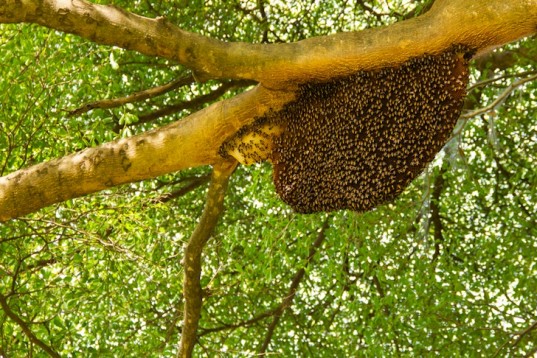 ucigaș hipergenetic albine de grăsime pierderea în greutate rct