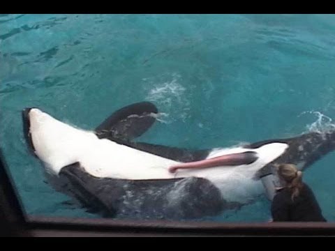 O cercetătoare se joacă cu penisul unei balene gigantice: „Este uimitor” (VIDEO)