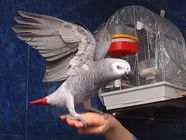 Bine antrenat gri african papagalii Pentru adoptare gratuit ce