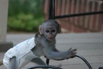 Ei bine antrenat Capuchin maimuțe pentru adoptare gratuit ce