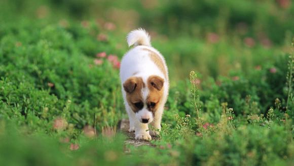 giardia la caine simptome