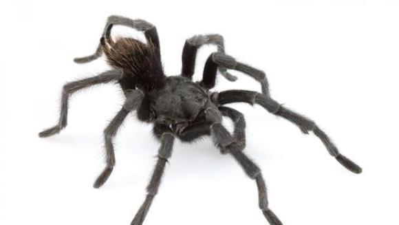 tarantula magic battery piece tarantula magic battery piece