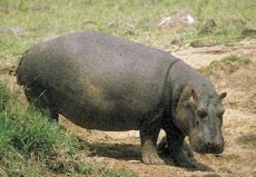 Hipopotamul are o vedere slabă, 9. African Rhinoceros