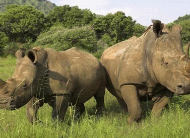 lungimea rinocerului cum se tratează papiloamele pe piele