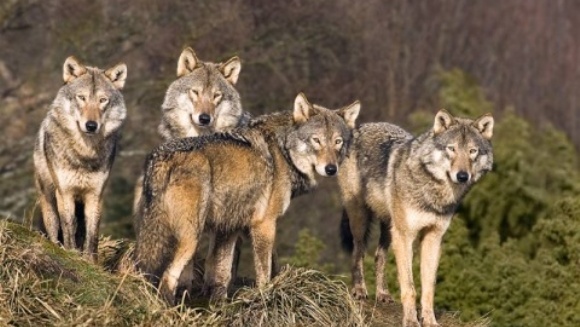 precedent Opponent Meekness O haită de lupi flămânzi a atacat şase fermieri - zooland.ro