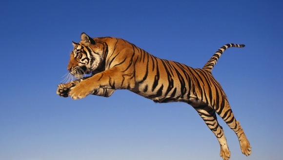item wake up Margaret Mitchell Top 10 cele mai puternice animale din lume - zooland.ro