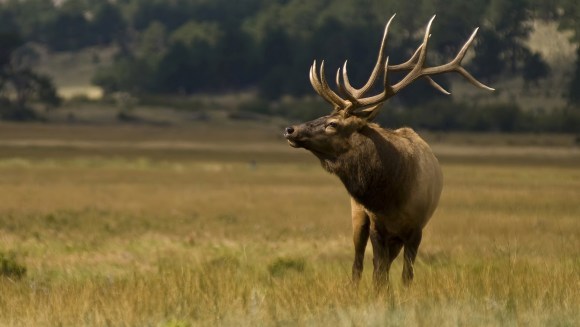 Ce elan. Elk sau elk (lat. Alces alces). Ce mănâncă elanii