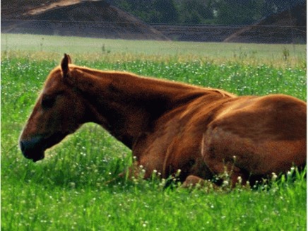 tratament cu artroza gunoiului de grajd pentru cai)