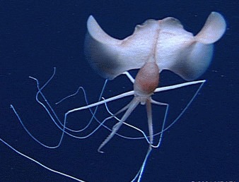 Animalul marin care poate atinge o lungime de peste 27 m. Anatomia lui e spectaculoasa