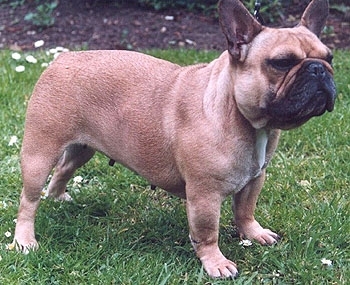 Bulldog Francez Zoolandro