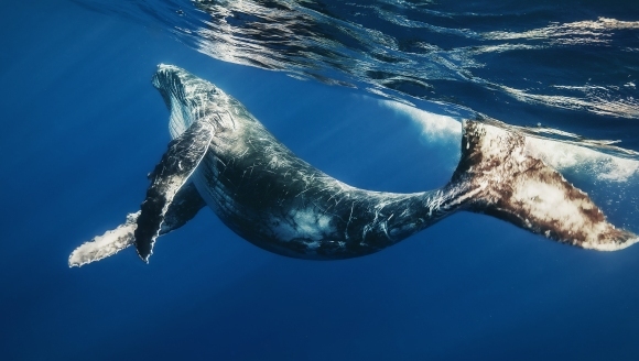 balena ucigașă are un penis
