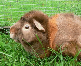 🐾 Cauze de deces brusc la porci din Guineea - 