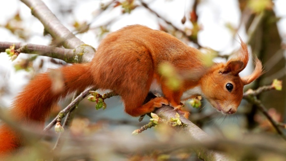 Osar de zahăr: caracteristici ale îngrijirii unei veverițe zburătoare