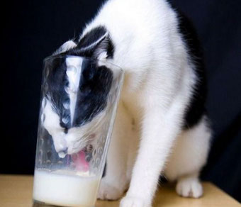 pisica lapte