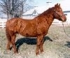 Bashkir Curly