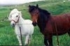 Eriskay Pony