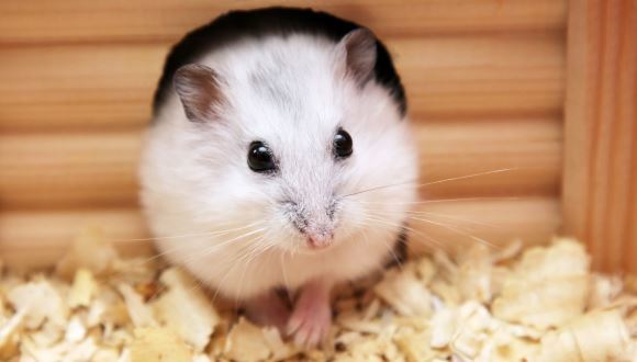 Notiuni generale despre ingrijirea hamsterilor
