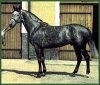Kisber Felver
