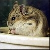 Diabetul la hamsterii pitici