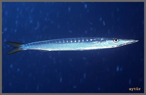 Luciul sau Sphyraena sphyraena
