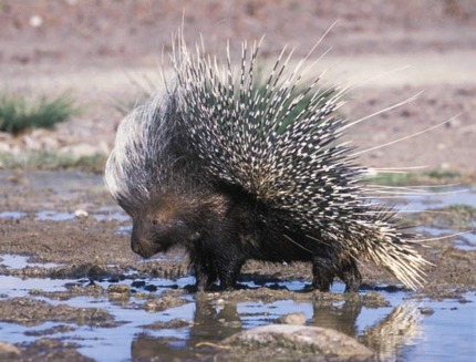 Porcul spinos