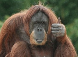 Urangutanii au invatat sa faca schimb de favoruri