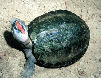 Broasca testoasa pictata (Callagur borneoensis)