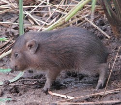 Cei mai mici porci din lume se adapteaza in salbaticia din India