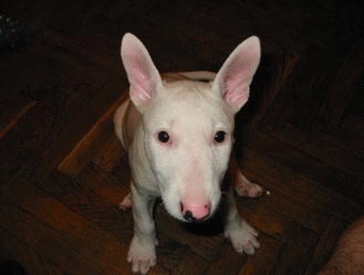 Bull terrier – cel mai bun prieten al omului